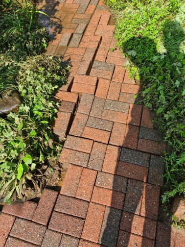 Wurzeln haben Steine hoch gedrückt gereinigt