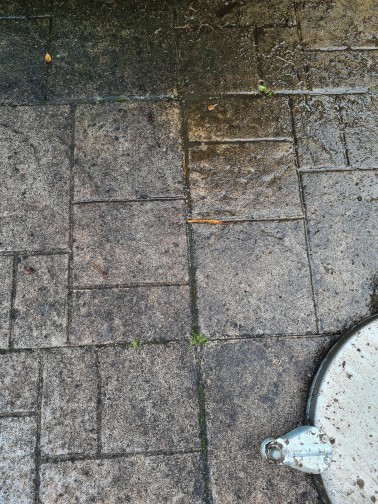 Schwarzalgen von Terrasse entfernen